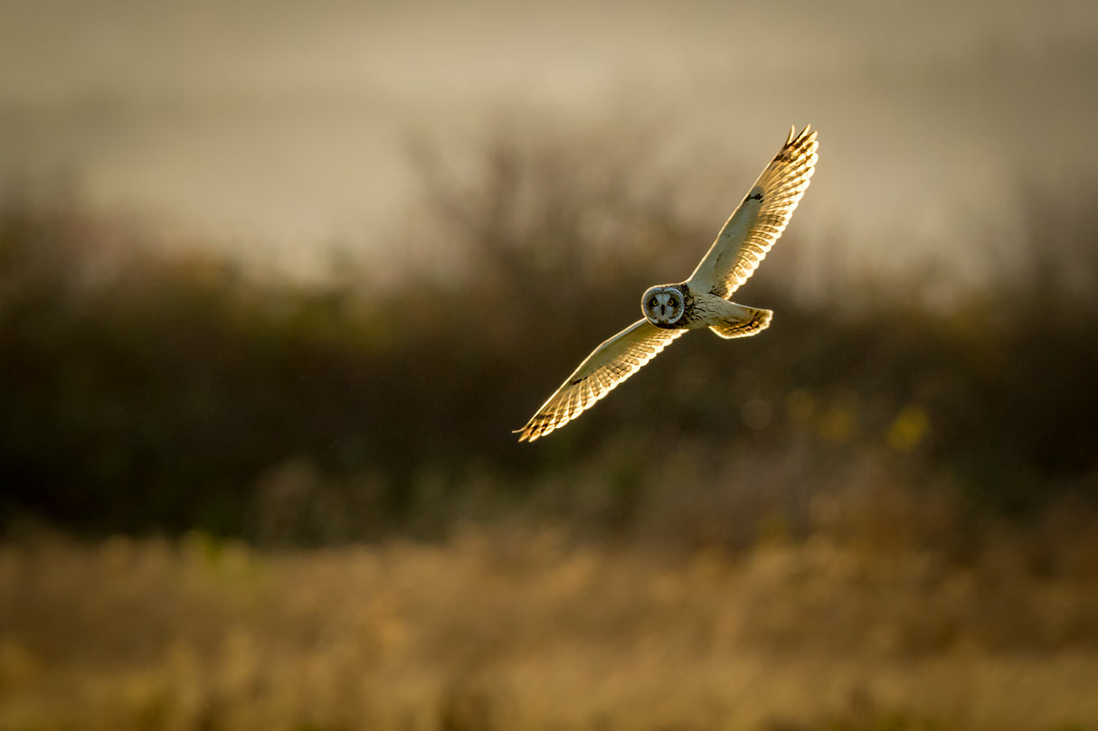 Short-eared Owl on backlit Poster och Canvastavla