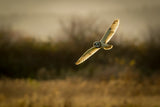 Short-eared Owl on backlit Poster och Canvastavla