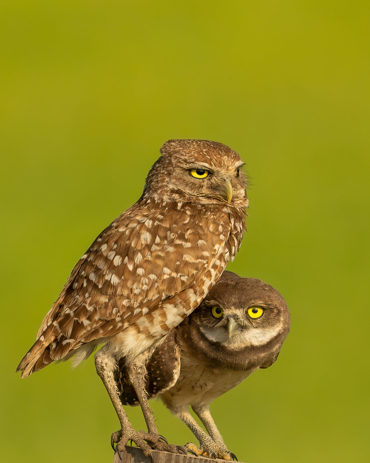 Mommy and Baby Burrowing Owls Poster och Canvastavla