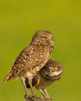 Mommy and Baby Burrowing Owls Poster och Canvastavla