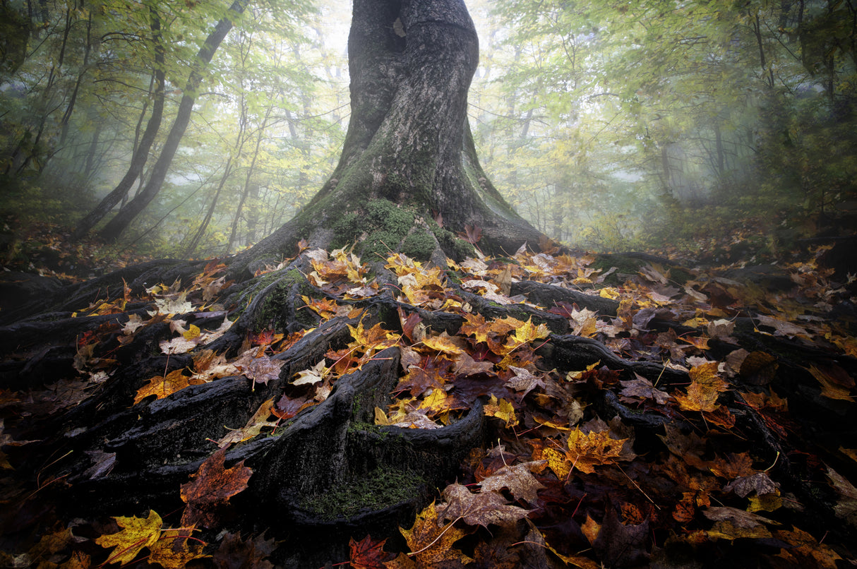 Autumn Poster och Canvastavla