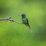 Green Thorntail Poster och Canvastavla
