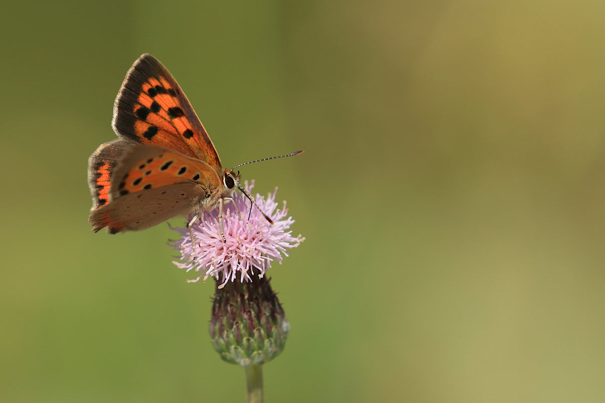 Small Copper Poster och Canvastavla