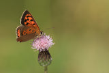 Small Copper Poster och Canvastavla