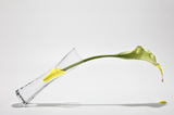 Calla Poster och Canvastavla
