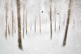 Winter Birches Poster och Canvastavla