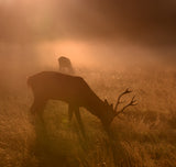 Light means everything... Poster och Canvastavla