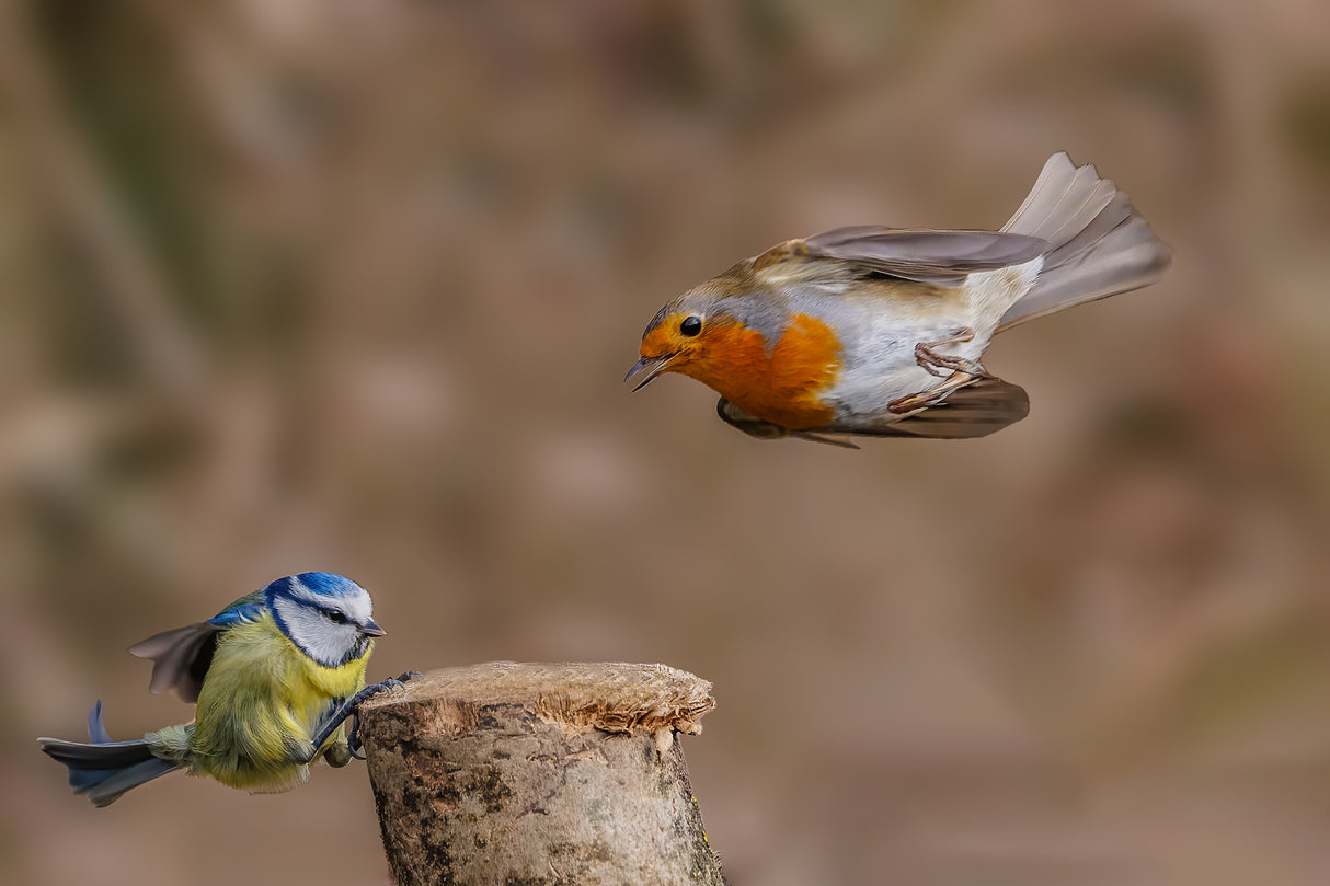 Robin attack Poster och Canvastavla
