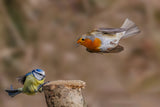 Robin attack Poster och Canvastavla