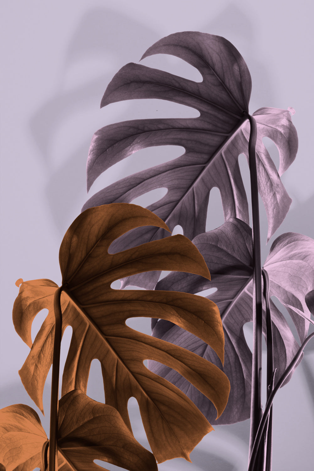 Monstera Purple 02 Poster och Canvastavla