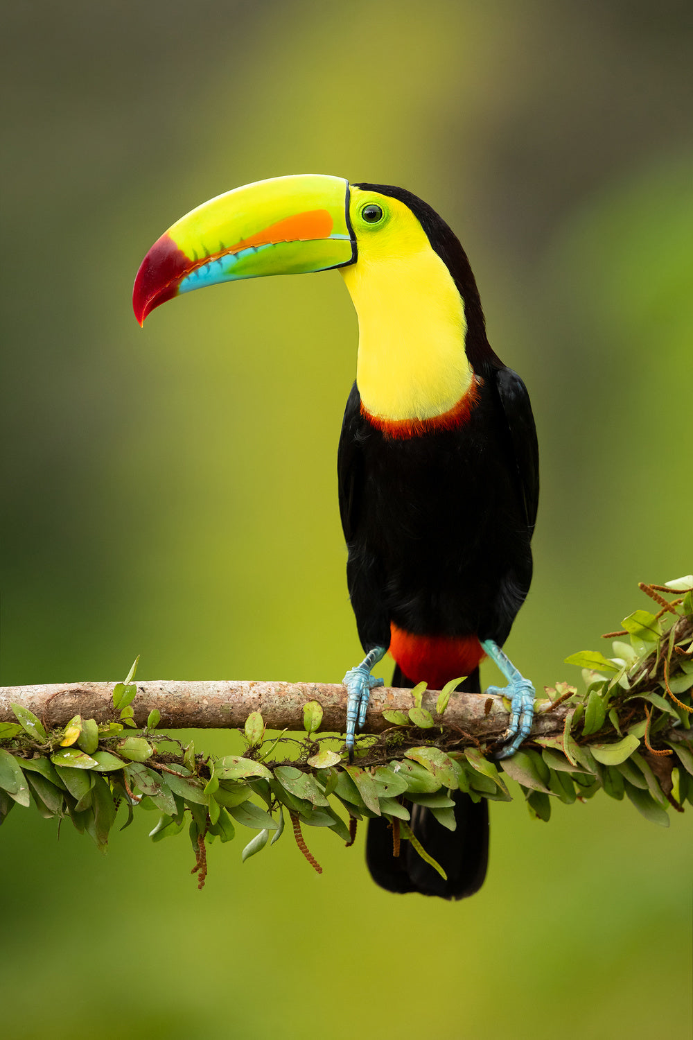 Keel-billed toucan Poster och Canvastavla