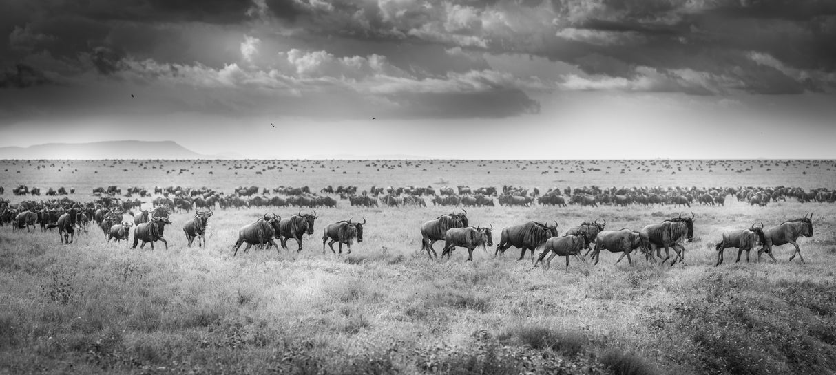 And the migration begins again Poster och Canvastavla