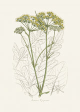 Opobalsam (pastinaca Opopanax)  Medical Botany Poster och Canvastavla