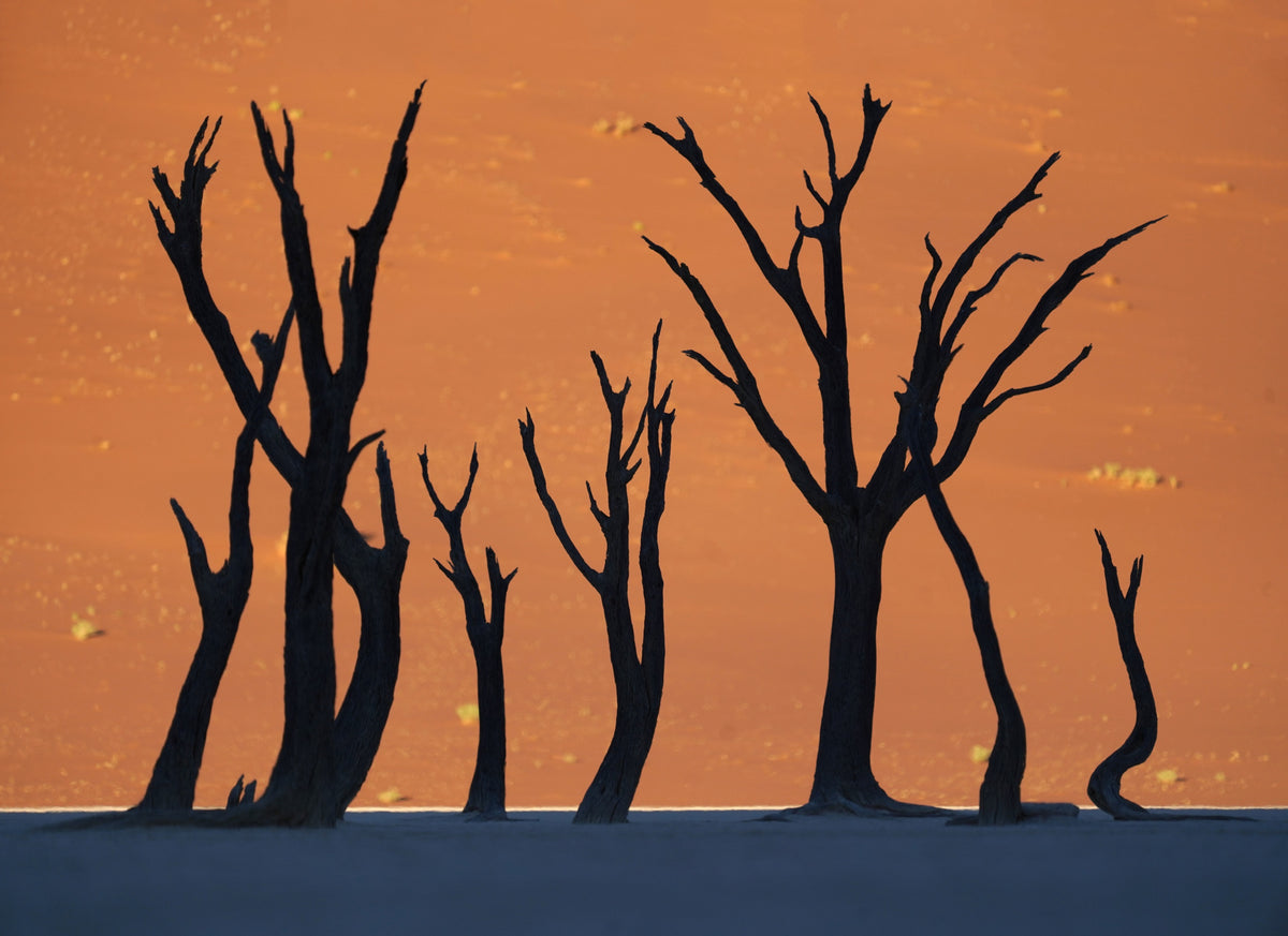 Deadvlei Poster och Canvastavla