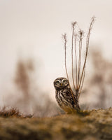 Screech owl in the morning Poster och Canvastavla