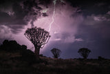 Quiver Tree Forest Poster och Canvastavla