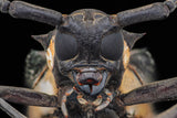 Longhorn Beetle Poster och Canvastavla