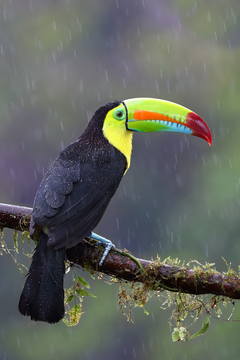 Keel-billed Toucan - Costa Rica Poster och Canvastavla