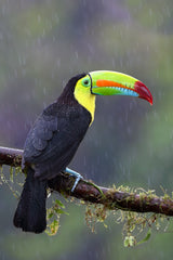 Keel-billed Toucan - Costa Rica Poster och Canvastavla