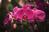 Hot Pink Orchid Poster och Canvastavla