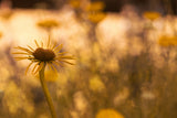 Flower Poster och Canvastavla
