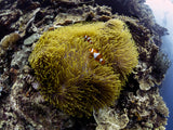 Anemone and Anemone Fish Poster och Canvastavla