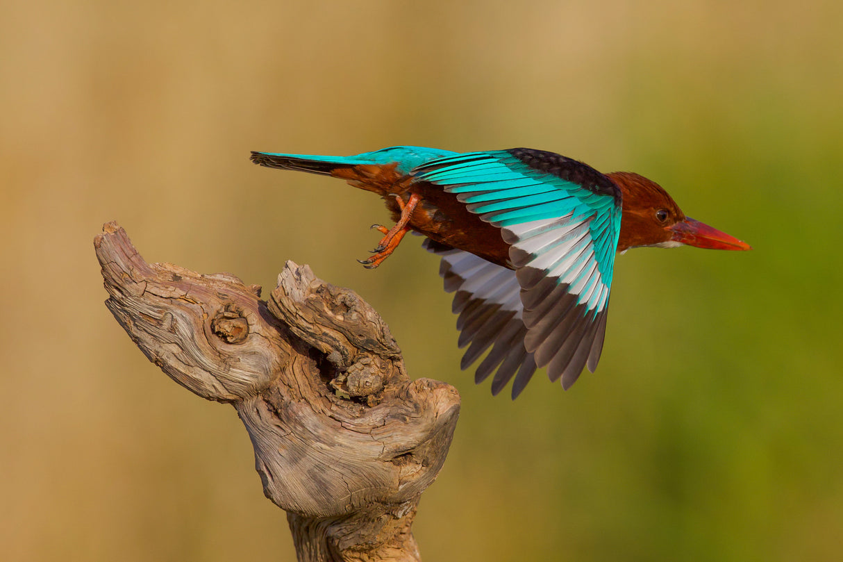 White Throated Kingfisher Poster och Canvastavla