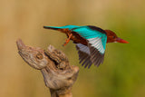 White Throated Kingfisher Poster och Canvastavla