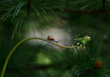 Forest nook Poster och Canvastavla