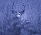 winter night Poster och Canvastavla