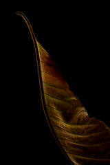 Part of a leaf Poster och Canvastavla