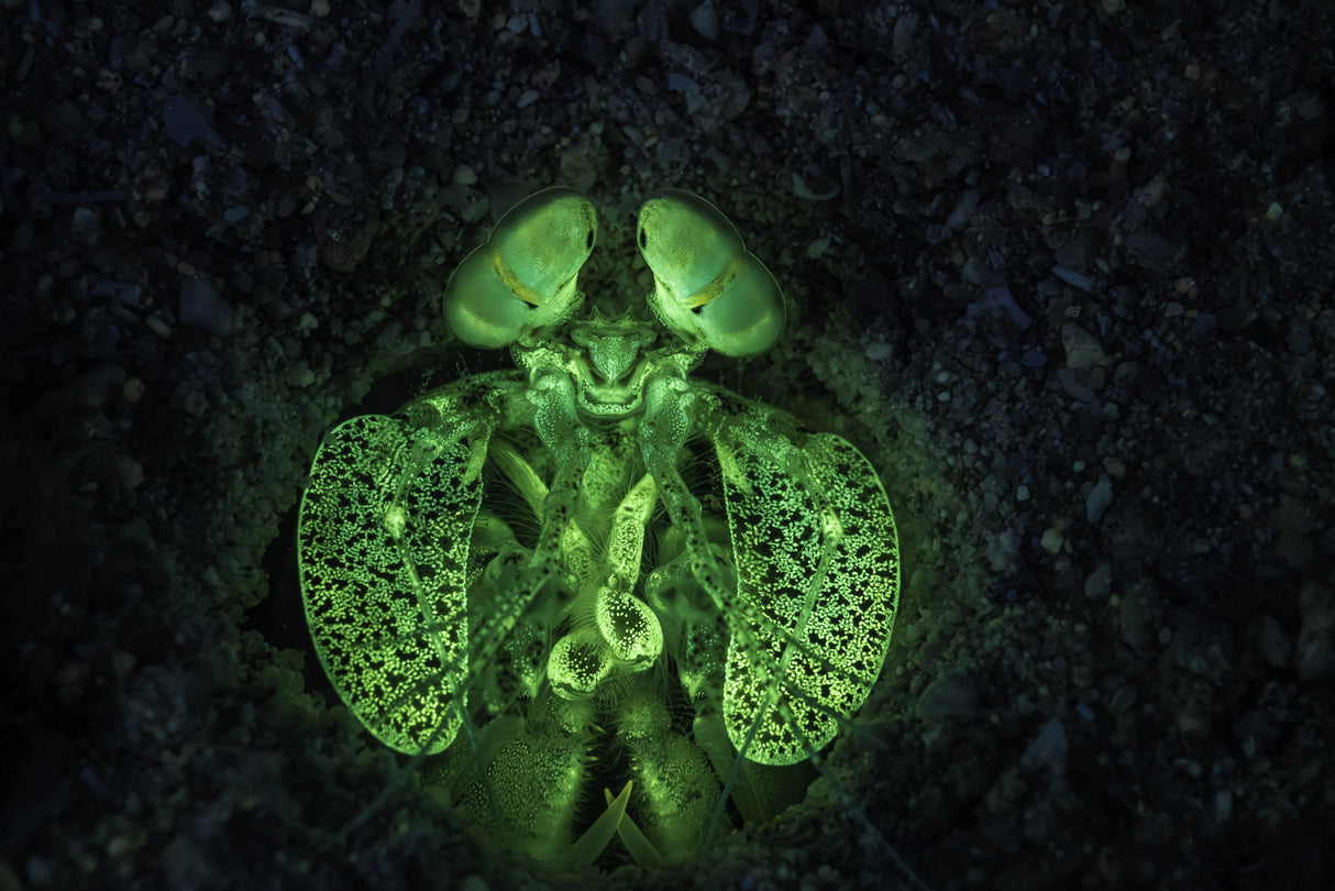Fluorescent Mantis shrimp Poster och Canvastavla