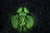 Fluorescent Mantis shrimp Poster och Canvastavla