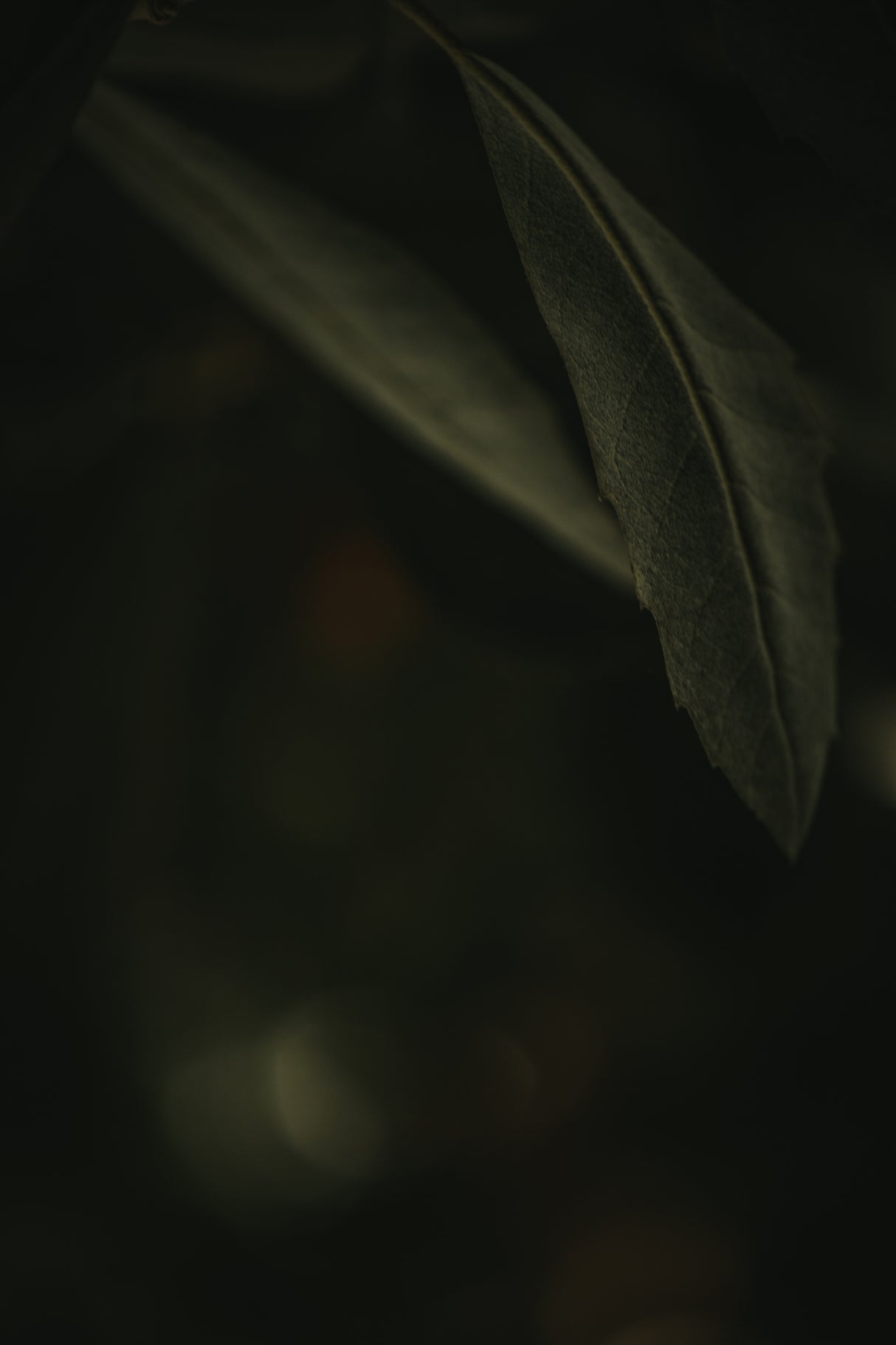 Botanical Series - Leaves 5/5 Poster och Canvastavla