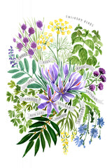 Culinary herbs Poster och Canvastavla