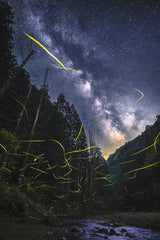A summer night with fireflies Poster och Canvastavla