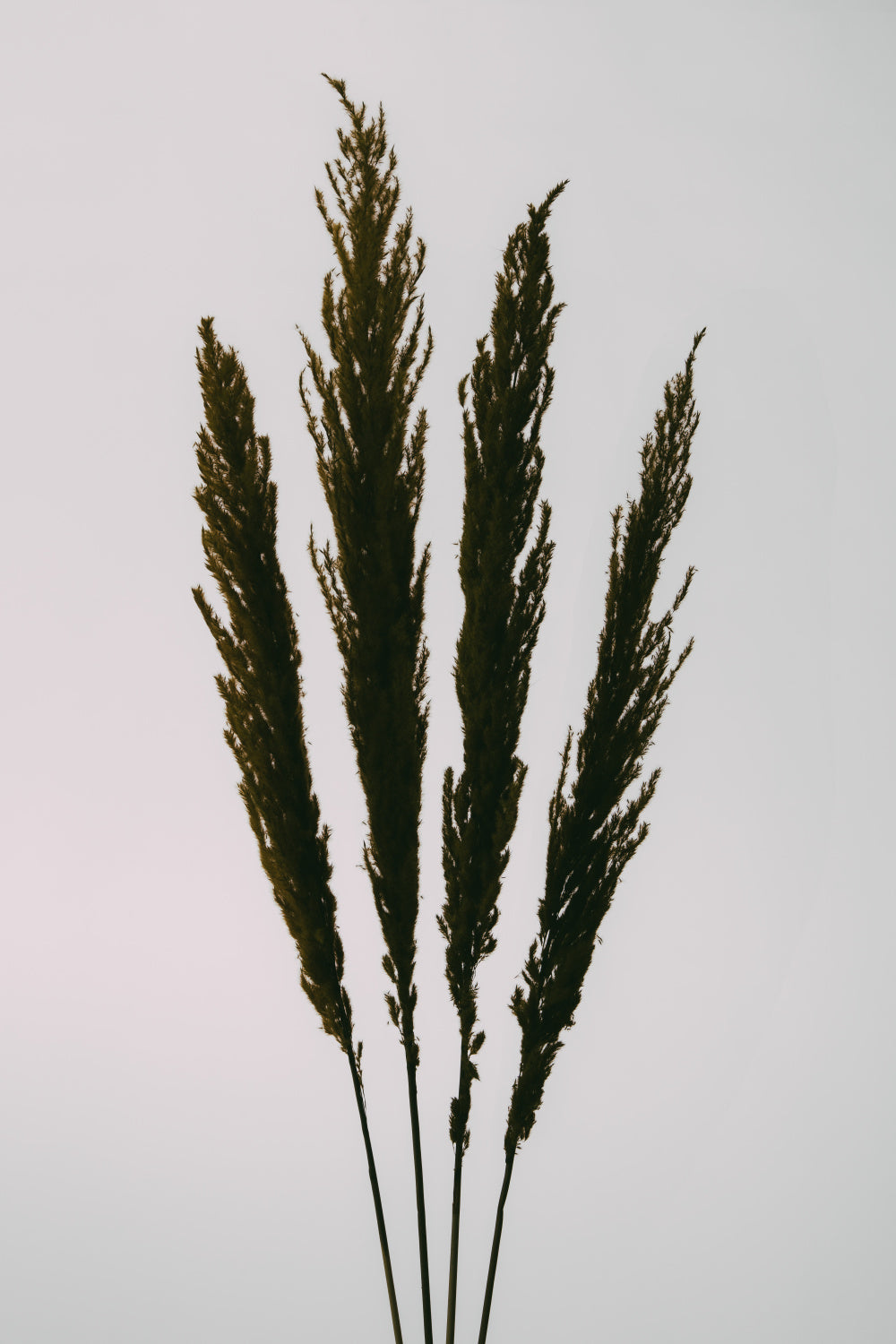 Dried Grass Poster och Canvastavla
