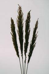 Dried Grass Poster och Canvastavla