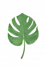 Monstera Aqua 07 Poster och Canvastavla