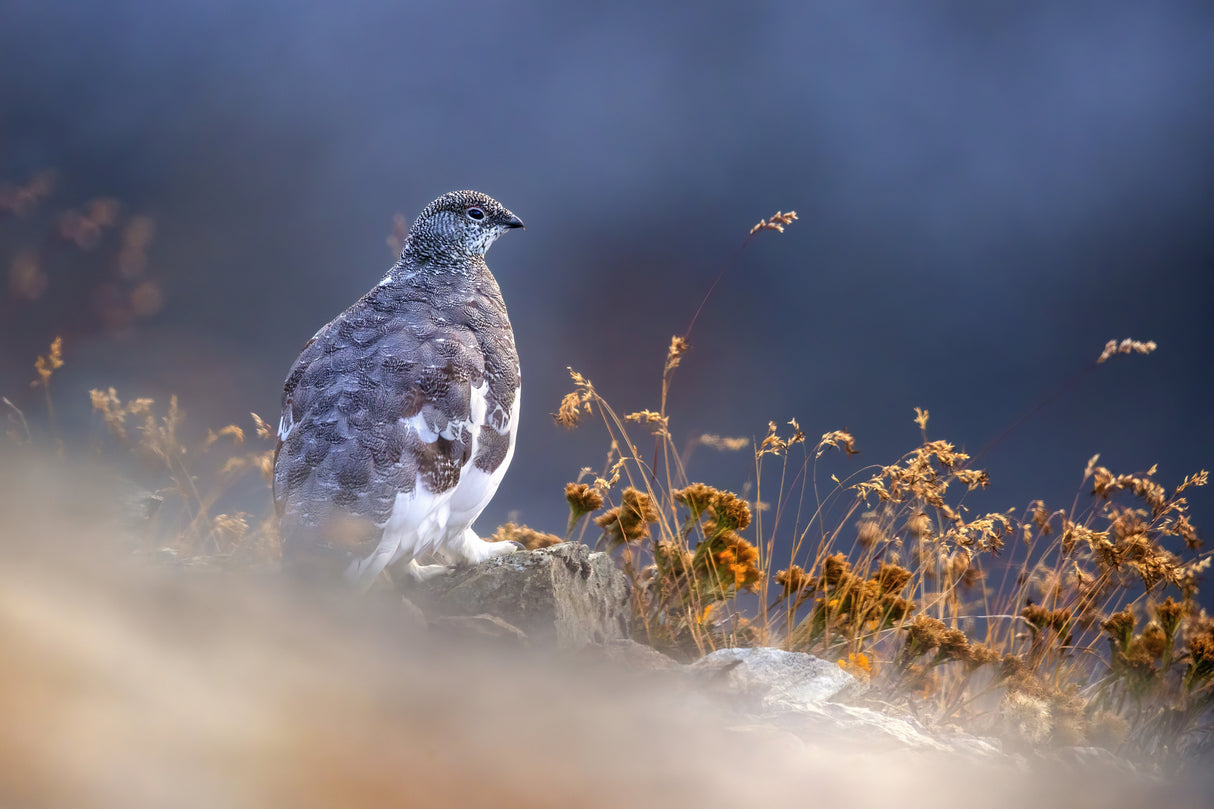 Partridge at dawn Poster och Canvastavla