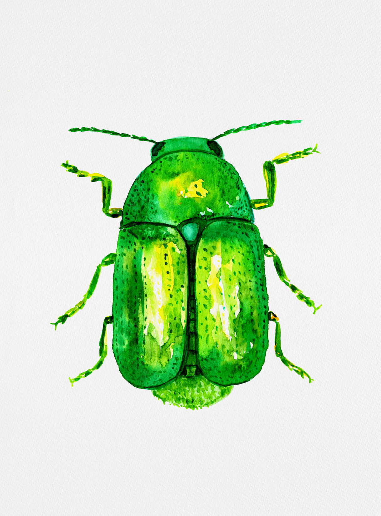 Cylindrical leaf beetle or Cryptocephalus sericeus Poster och Canvastavla