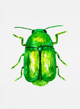 Cylindrical leaf beetle or Cryptocephalus sericeus Poster och Canvastavla