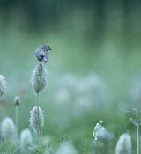 bird on Dr. Seuss Flowers Poster och Canvastavla