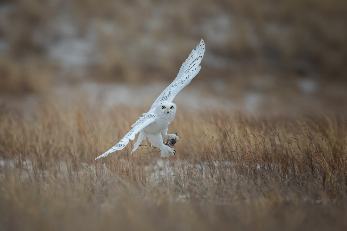 Juvenile Male Snowy Owl Poster och Canvastavla