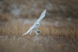 Juvenile Male Snowy Owl Poster och Canvastavla