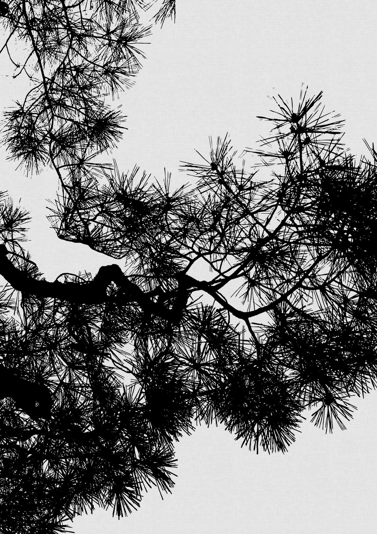 Pine Tree Black & White Poster och Canvastavla
