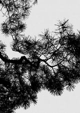 Pine Tree Black & White Poster och Canvastavla