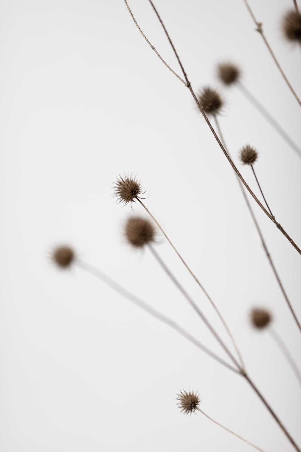 Thistle Grey 02 Poster och Canvastavla