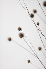 Thistle Grey 02 Poster och Canvastavla