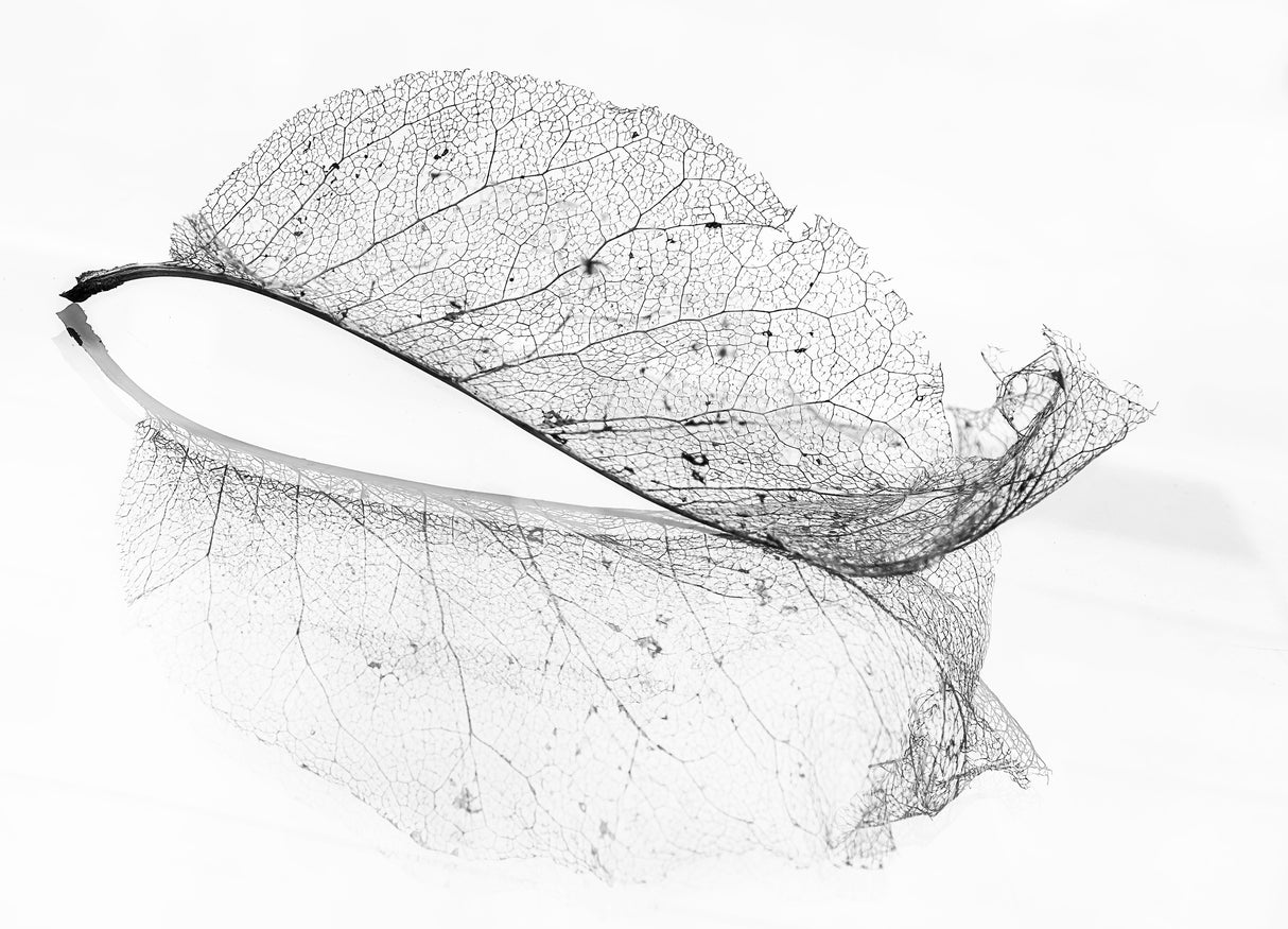The old leaf Poster och Canvastavla